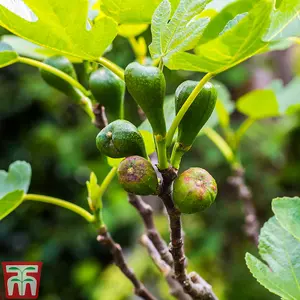 Green Fig - Standard Tree - 5 Litre Potted Plant x 1