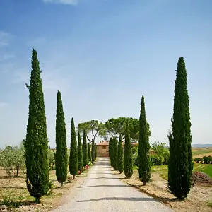 Pair of Italian Cypress Trees, 1.2 - 1.4m Tall in 20cm Pots Ornamental Evergreen Trees