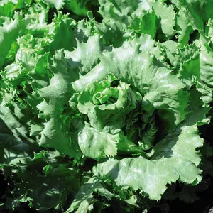 Lettuce Warpath 1 Seed Packet (200 Seeds)