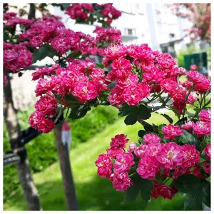 3 Midland Hawthorn Paul's Scarlet/Crataegus Laevigata 3-4ft, Rosea Flore Pleno