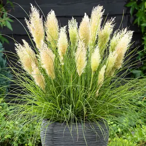 YouGarden Pampas Grass Collection, Set of Three Established Pampas Grass in 9cm Pots, Ready to Plant for Garden Displays, Pink and