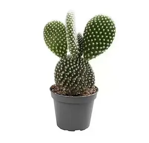 House Plant - Bunny Ears Cactus - 8 cm Pot size - 10-20 cm Tall - Opuntia Microdaisy Albata - Indoor Plant