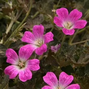 Geranium Orkney Cherry - Pink Flowers, Perennial Plant, Low Maintenance (15-30cm Height Including Pot)