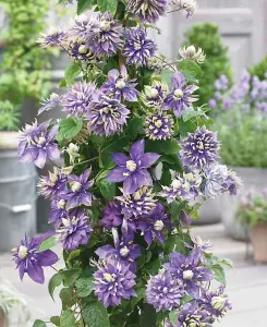 Clematis Taiga - A Stunning Climber supplied in a 9cm pot