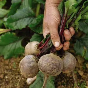 Beetroot Boltardy 3 Seed Packets