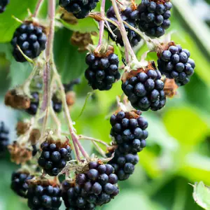 Lincolnshire Fruits Black Cascade (Hanging Baskets) Potted 3Litre