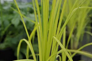 Carex Elata 'Aurea' - Bowles's Golden Sedge 'Aurea' Sedge - 3 Plants in 9cm Pots