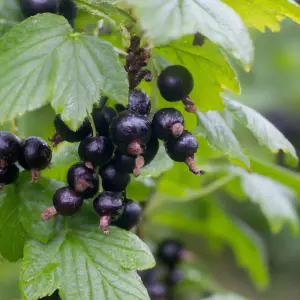 Lincolnshire Fruits Ben Hope Potted 5 Litre Blackcurrants