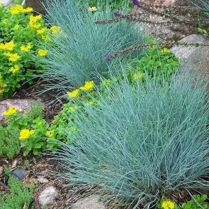 6 x Festuca Blue Grasses in 9cm Pots - Ready to Plant - Easy to Maintain