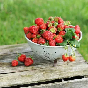 3 x Strawberry Mixed Fruit Plants - Hardy Garden Bushes in 9cm Pots - Grow Your Own