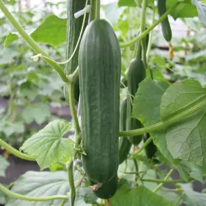 Cucumber Cucumis sativus Emilie F1 1 Seed Packet