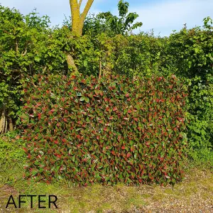 True Products Premium Expanding Willow Trellis Fence - Artificial Red Tip Photinia Garden Wall Screening