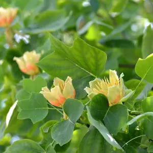 Liriodendron (Tulip Tree) tulipifera 9cm Pot x 1