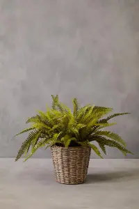 Fiori Boston Fern Succulent Artificial Plant Foliage