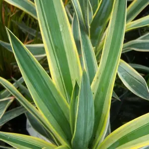 Yucca Variegata Garden Plant - Variegated Yelloe and Green Foliage, Compact Size (20-30cm Height Including Pot)