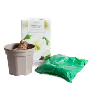 Amaryllis 'Snow Queen' Indoor Growing Kit