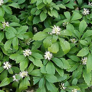 Pachysandra Terminalis Garden Plant - Evergreen Ground Cover, Low-Maintenance (15-30cm Height Including Pot)