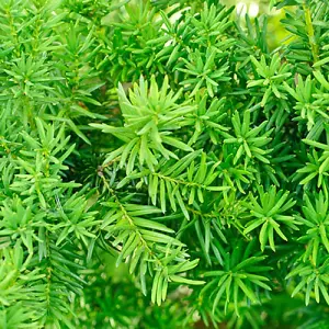 Yew Hedging, Taxus baccata, Pack of 10, Evergreen, Ready to Plant