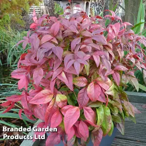 Nandina Blush Pink 9cm Potted Plant x 2