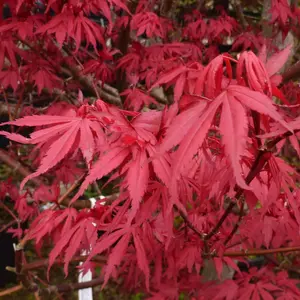 Acer Redwine - Rich Burgundy Foliage, Outdoor Plant, Ideal for Gardens, Compact Size (80-100cm Height Including Pot)