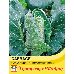 Cabbage Greyhound 3 Seed Packets