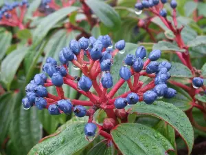 Viburnum Davidii Evergreen Shrub Plant Large 30-40cm Tall Supplied in a 3 Litre Pot