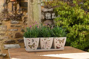 Iona Buchanan Insects Eco Pots Set of 3 with Tray - L12.5 x W38 x H13 cm