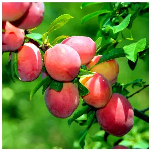 Big Juicy Victoria Plum Tree 4ft Tall In 6L Pot, Ready to Fruit, Self Fertile