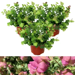 3 x Oregano Kent Beauty Shrub in 10.5cm Pots - Ornamental Origanum Perennial - Grow in Beds, Borders, Rock Gardens & Patio Pots