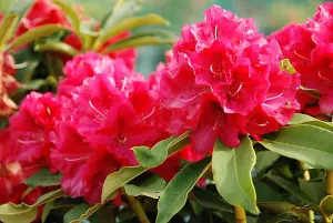 Direct Plants Rhododendron Wilgens Ruby Evergreen Shrub Plant Extra Large in a 10 Litre Pot