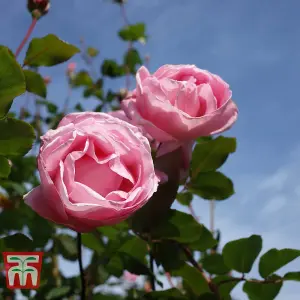 Rose Floribunda Queen Elizabeth - 2 Bare Root Plants