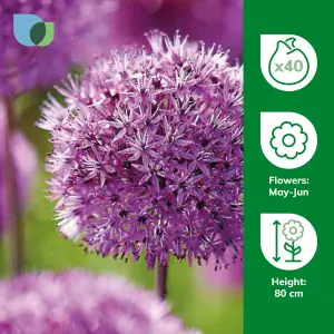 Allium Purple Sensation 40 Flower bulbs