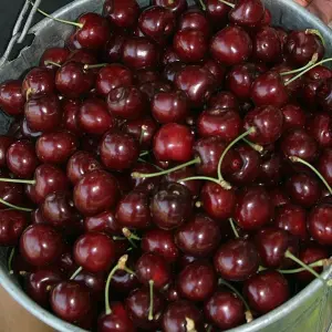 Cherry Stella - Fruit Tree, Outdoor Garden Plant Patio Trees (4-5ft Height, 7.5L Pot)