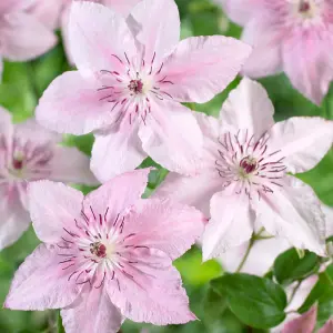 Clematis Pink Fantasy - Pink Blooms, Climbing Vine, Morning Sun (15-30cm Height Including Pot)