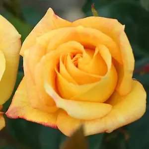 1 x Climbing Rose 'Climbing Arthur Bell' in a 3L Pot, Large Yellow Flowers, Repeat Flowering, Hardy Garden Ready Plan