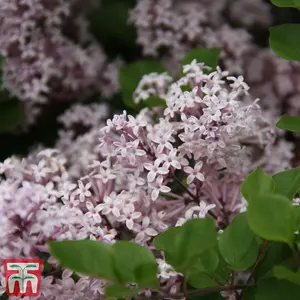 Dwarf Lilac Standard Potted Plant in 2 Litre Potted Plant x 2 - Fragrant Blooms - Perfect for Pollinators