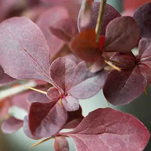 Red Berberis 40cm Height Evergreen Hedge Plant Pack of 10