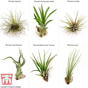 Houseplant Air Plant Tillandsia Mixed Medium x 4