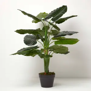 Homescapes Taro Plant in Pot, 90 cm Tall