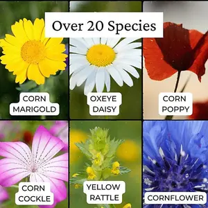 UK Native Wild Flower Seeds Mix 20g (10m²)