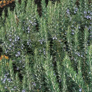 Rosemary Tuscan Blue (10-20cm Height Including Pot) Garden Herb Plant - Fragrant Perennial, Compact Size