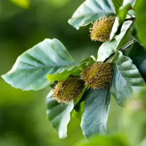 Beech Pleached Tree  with 100cm Stem and 12cm Girth