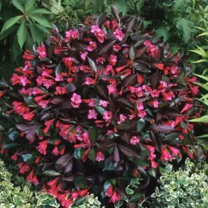 Weigela Wine and Roses Garden Plant - Dark Purple Foliage, Rosy Pink Blooms (15-30cm Height Including Pot)