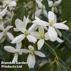 Clematis Armandii 2 Litre Potted Plant x 1