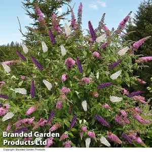 Buddleja davidii Triple 3-in-1 12cm Pot x 1