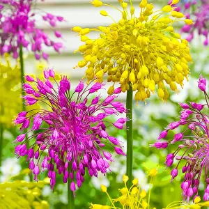 Allium Mixed Flowering Bulbs - Diverse Blooms (25 Pack)