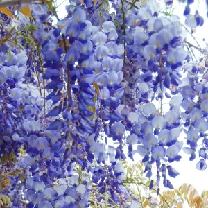 Wisteria Blue - Enchanting Flowering Vine for Beautiful Outdoor Spaces - UK Plant (30-40cm Height Including Pot)