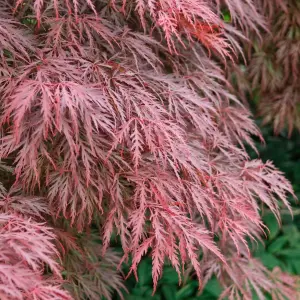 Acer Crimson Queen - Graceful Cascading Foliage, Outdoor Plant, Ideal for Gardens, Compact Size (50-70cm Height Including Pot)