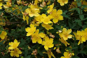 1-2ft Hypericum 'Hidcote' St John's Wort Field Grown Bare Root Hedging Plants Tree Whip Sapling - Pack of 10