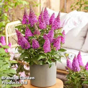 Buddleja Butterfly Candy Little Cerise 9cm Potted Plant x 1